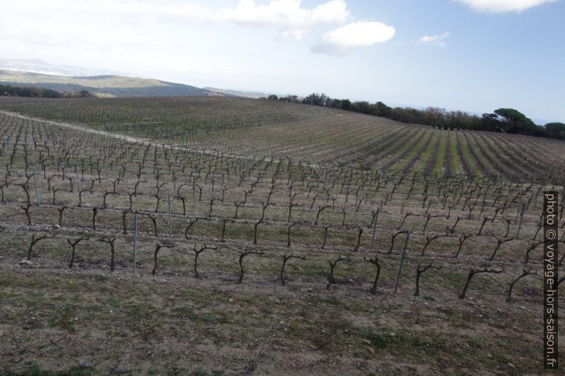 Champ de vignes au sud de la Rouillère. Photo © André M. Winter