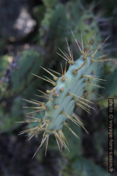 Cactus. Photo © Alex Medwedeff