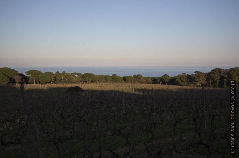 Vignes du Château de Volterra. Photo © André M. Winter