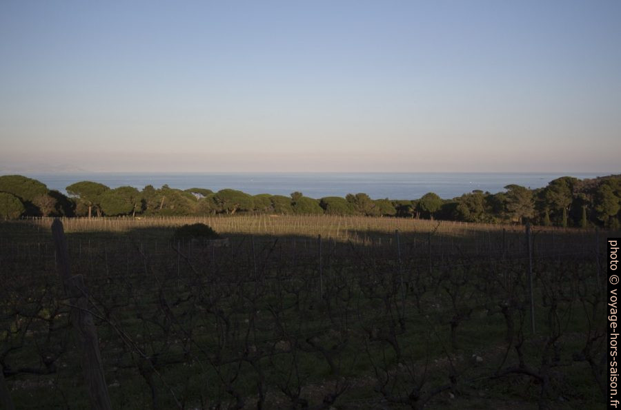 Vignes du Château de Volterra. Photo © André M. Winter