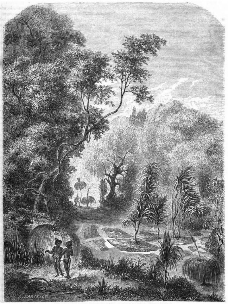 "Sépultures australiennes dans les bois". Dessin de Lancelot d'après Mitchell
