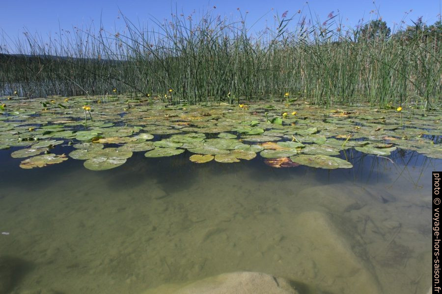 Nénuphars jaunes dans le marais sur la rive nord du Lac de St. Point. Photo © Alex Medwedeff