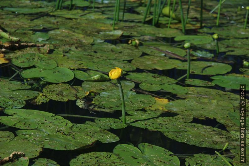 Fleur de nénuphar jaune. Photo © André M. Winter