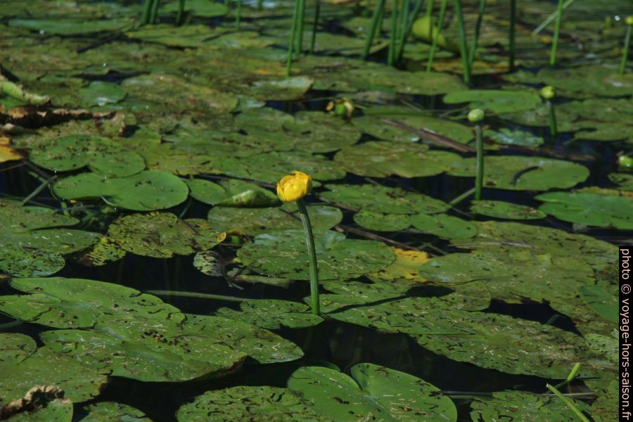 Fleur de nénuphar jaune. Photo © André M. Winter