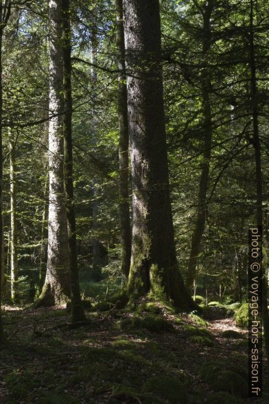 Bois de la Pierre-qui-tourne. Photo © Alex Medwedeff