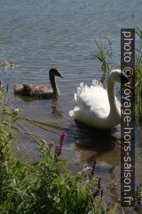 Cygneau gris et cygne blanc adulte. Photo © Alex Medwedeff