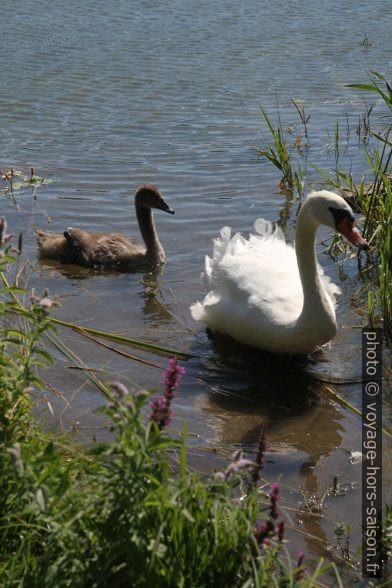 Cygneau gris et cygne blanc adulte. Photo © Alex Medwedeff