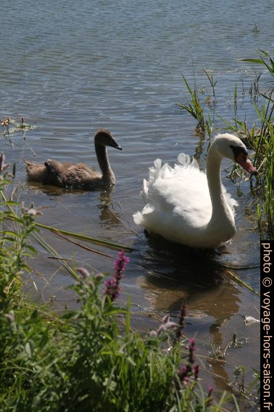 Cygneau gris et cygne blanc adulte. Photo © Alex Medwedeff