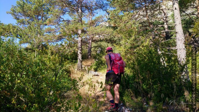 Alex monte dans la forêt. Photo © André M. Winter