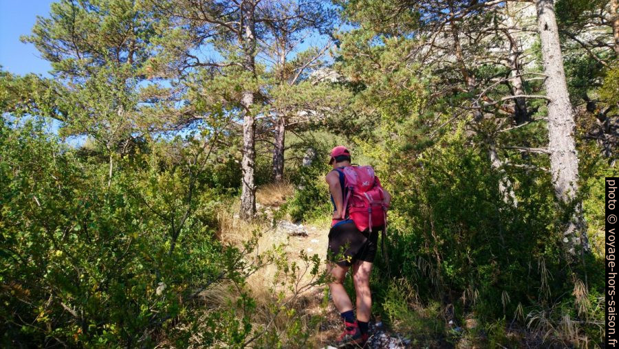 Alex monte dans la forêt. Photo © André M. Winter