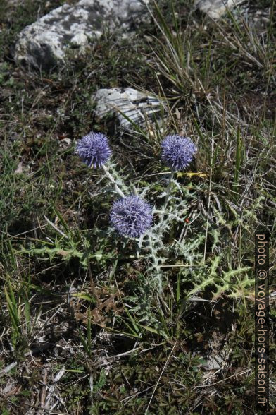 Azurite estivale. Photo © Alex Medwedeff