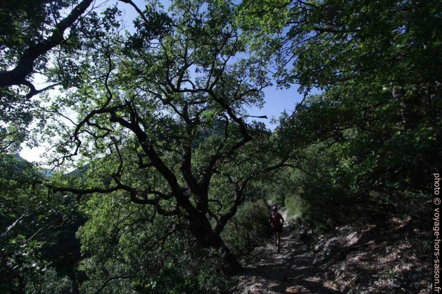 Chênes sur le chemin vers le Hameau de Valbonnette. Photo © André M. Winter