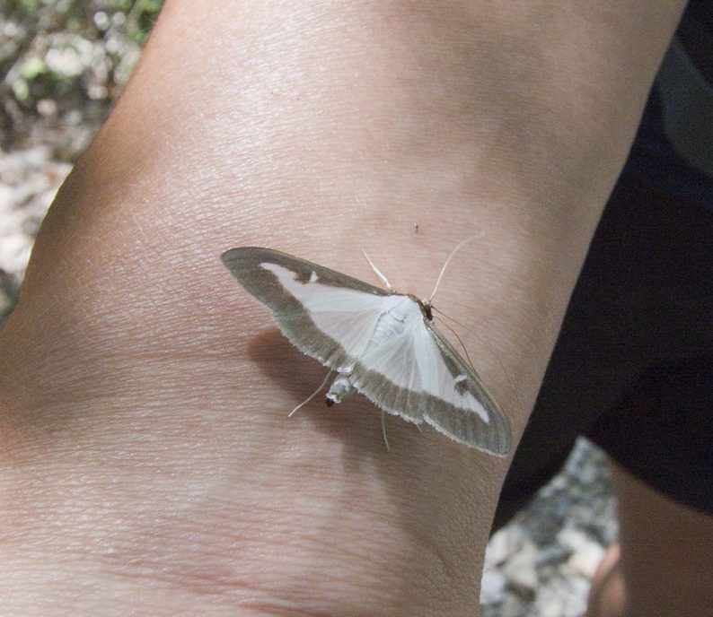 Un papillon. Photo © André M. Winter