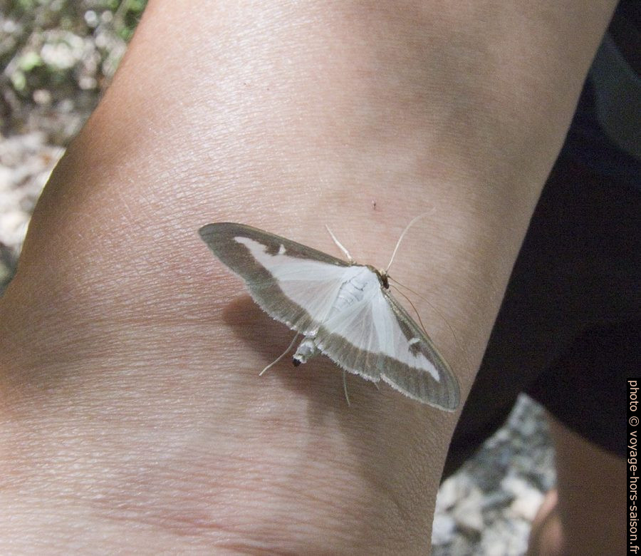 Un papillon. Photo © André M. Winter