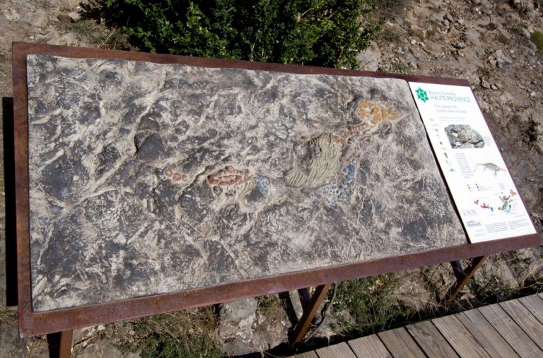 Modèle de l'ichtyosaure de la Robine. Photo © André M. Winter