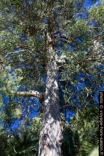 Eucalyptus. Photo © Alex Medwedeff