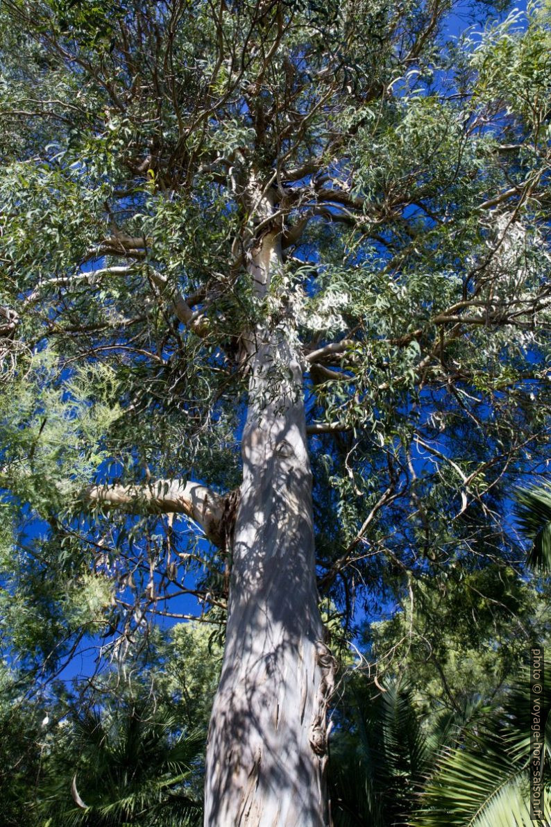 Eucalyptus. Photo © Alex Medwedeff