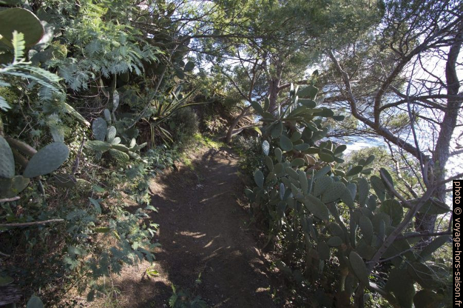 Chemin entre cactus à la Pointe de Vergeron. Photo © André M. Winter