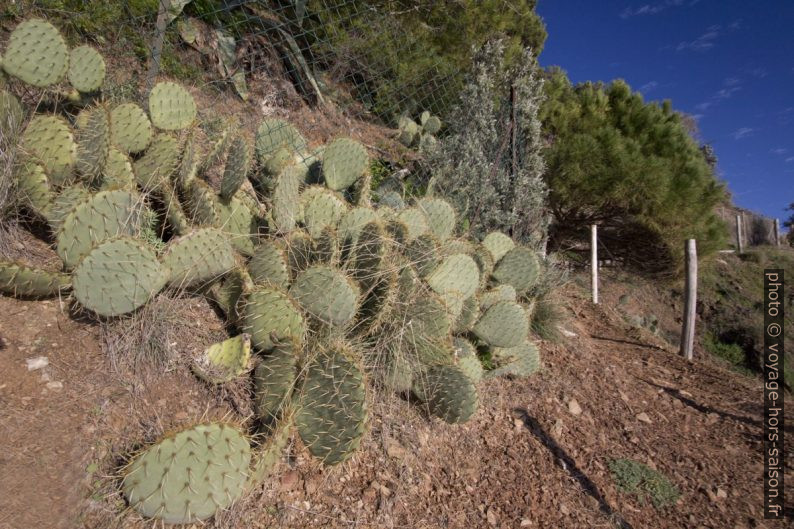 Cactus au bord du sentier du littoral entre Sylvabelle et l'Héraclée. Photo © André M. Winter