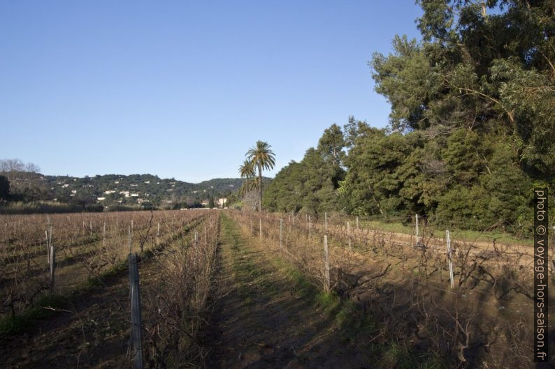 Vignes sous le Château de Valmer. Photo © André M. Winter