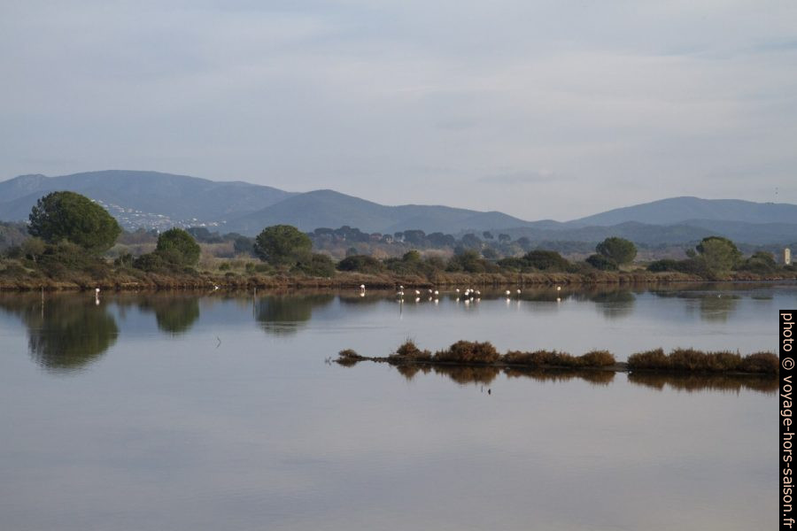Bassin du Petit Saint Nicolas des Vieux Salins d'Hyères. Photo © Alex Medwedeff