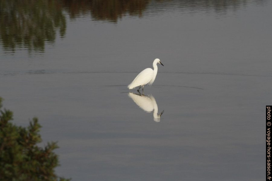 Une aigrette dans un bassin des Vieux Salins d'Hyères. Photo © Alex Medwedeff