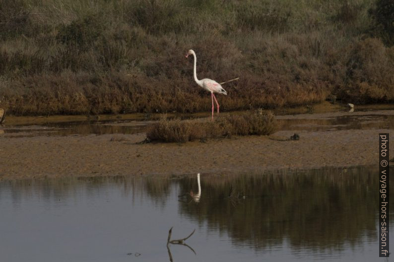 Flamant rose dans les Vieux Salins d'Hyères. Photo © Alex Medwedeff