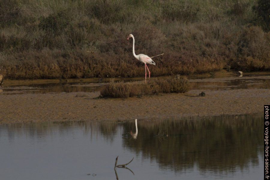 Flamant rose dans les Vieux Salins d'Hyères. Photo © Alex Medwedeff