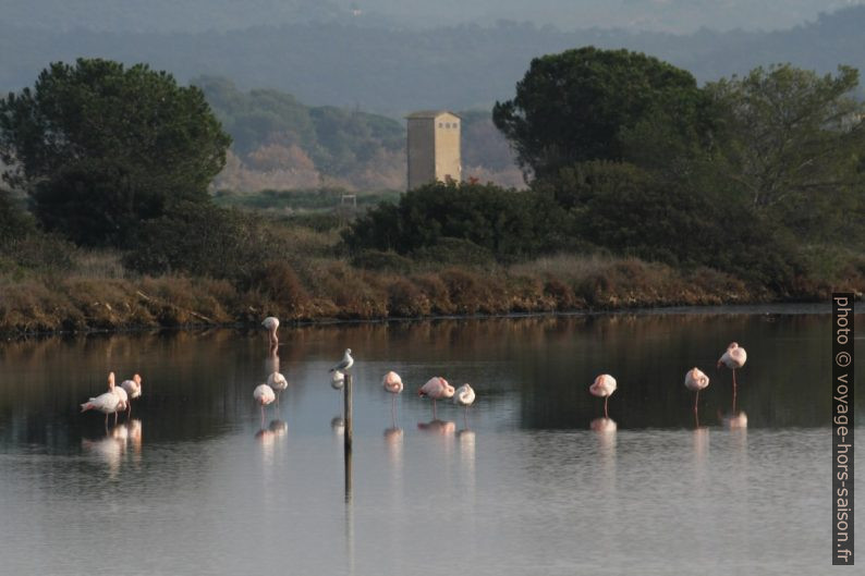 Flamants roses dans les Vieux Salins d'Hyères. Photo © Alex Medwedeff