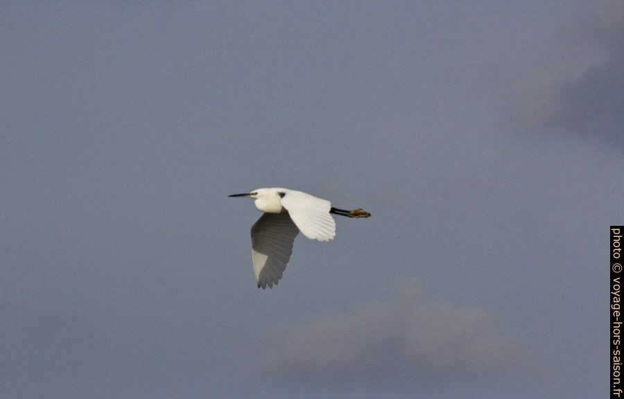 Aigrette en vol. Photo © André M. Winter