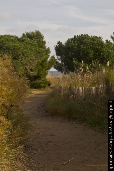 Sentier du littoral à l'arrière de la Plage du Pentagone. Photo © Alex Medwedeff