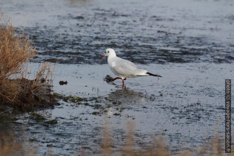 Mouette rieuse dans les Salins d'Hyères. Photo © André M. Winter