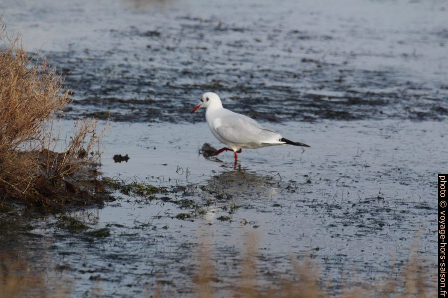 Mouette rieuse dans les Salins d'Hyères. Photo © André M. Winter