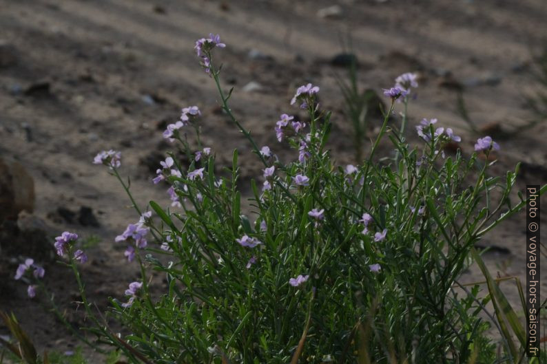 Fleurs violettes des dunes. Photo © André M. Winter