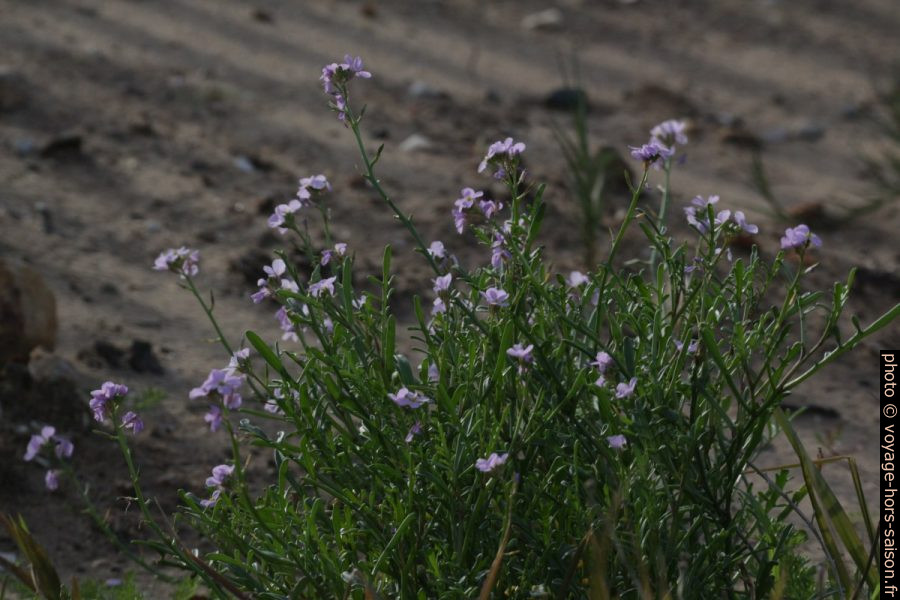 Fleurs violettes des dunes. Photo © André M. Winter
