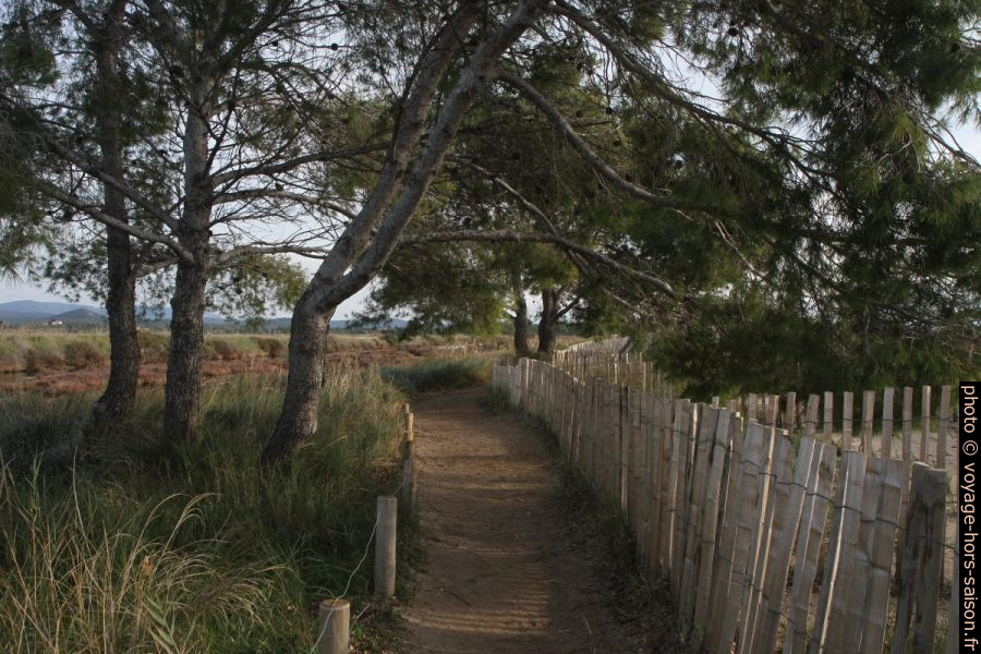 Sentier du littoral au sud des Vieux Salins d'Hyères. Photo © Alex Medwedeff