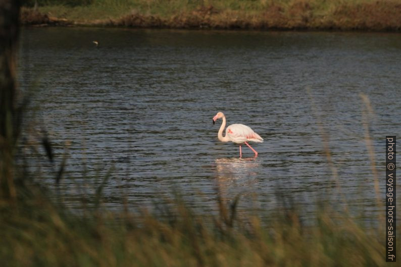 Un flamant rose dans l'Étang de l'Anglais. Photo © Alex Medwedeff