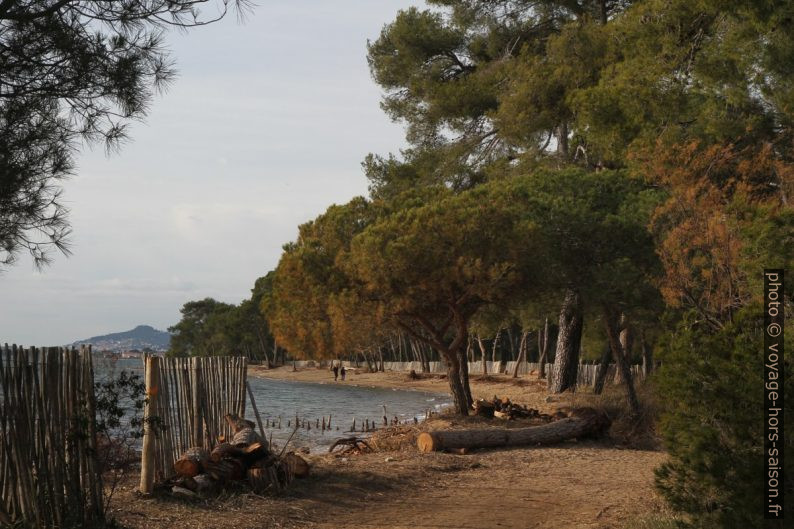 Pinède au sud des Vieux Salins d'Hyères. Photo © Alex Medwedeff