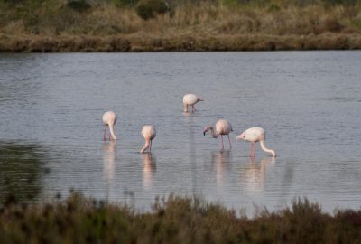 Flamants roses dans les Vieux Salins d'Hyères. Photo © Alex Medwedeff