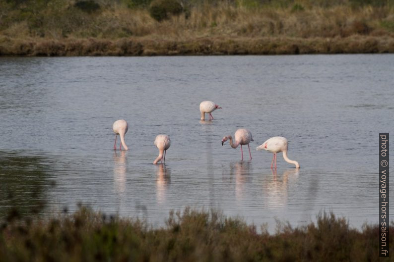 Flamants roses dans les Vieux Salins d'Hyères. Photo © Alex Medwedeff