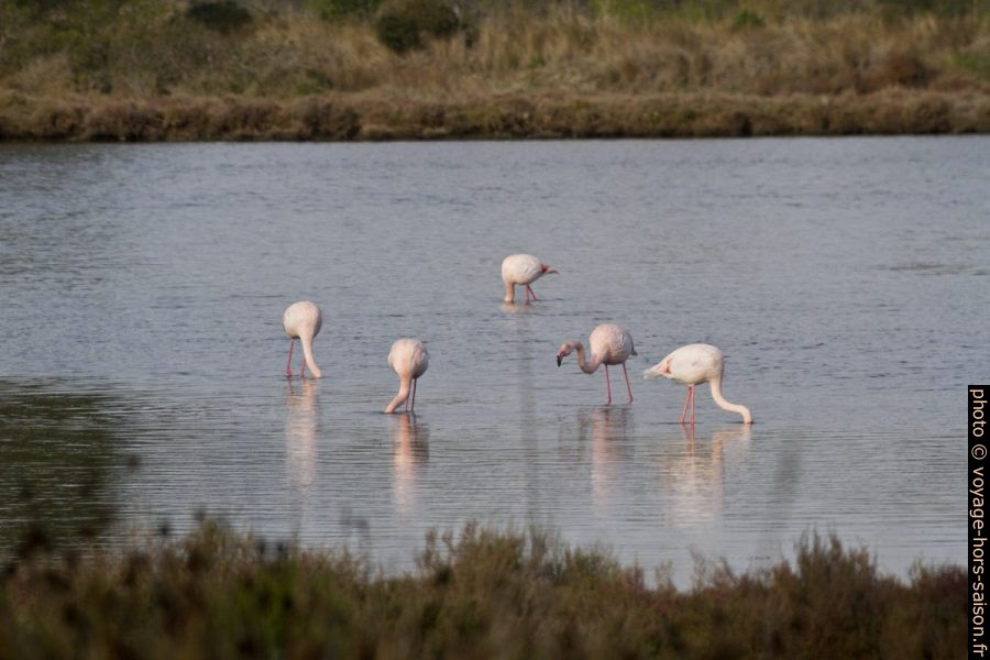 Flamants roses dans les Vieux Salins d'Hyères. Photo © Alex Medwedeff