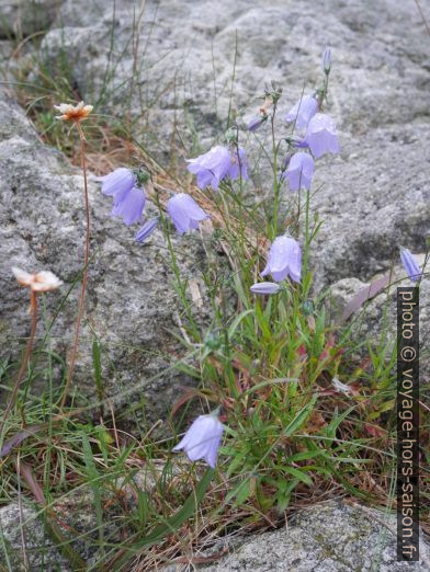 Campanules couverts de pluie. Photo © Nicolas Medwedeff