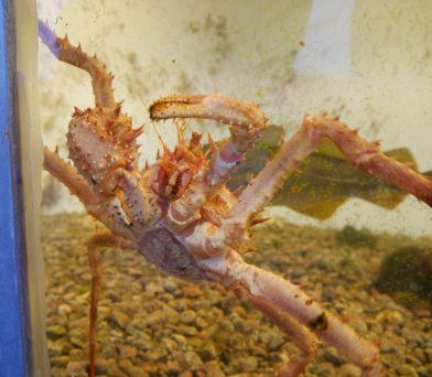 Araignée de mer dans un aquarium. Photo © Nicolas Medwedeff