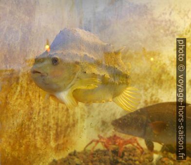 Lompe dans un aquarium. Photo © Nicolas Medwedeff