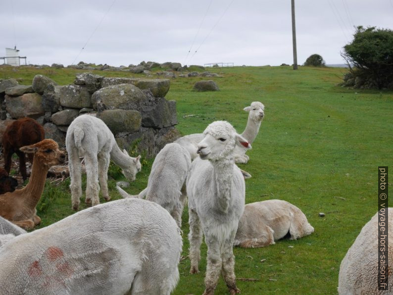 Lamas fraîchement rasés. Photo © Nicolas Medwedeff