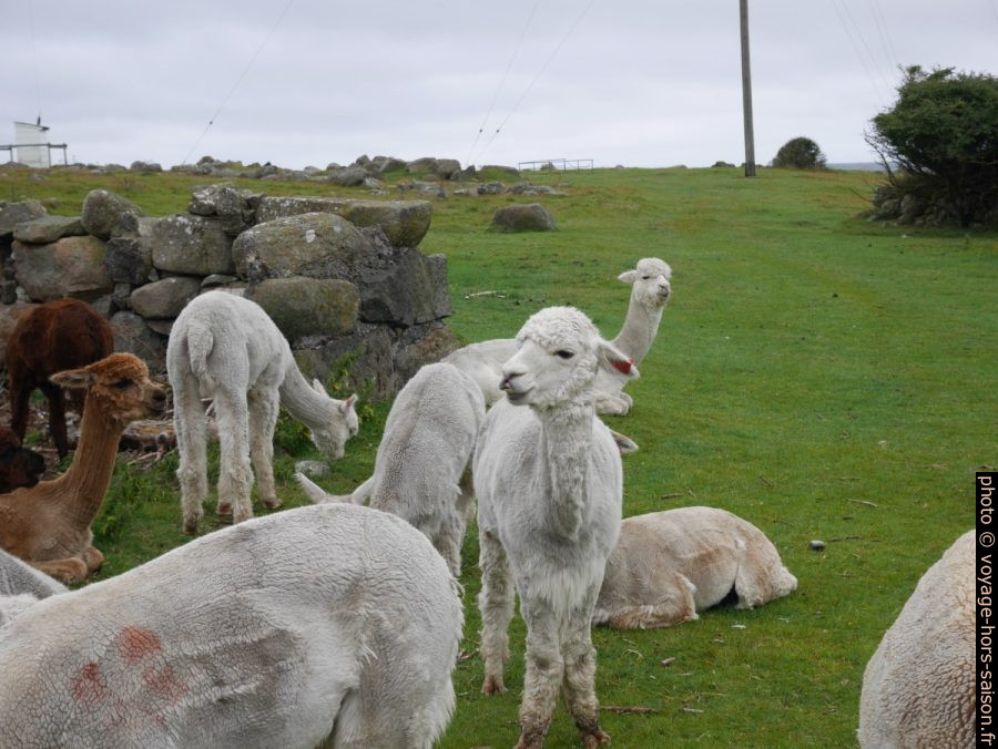 Lamas fraîchement rasés. Photo © Nicolas Medwedeff