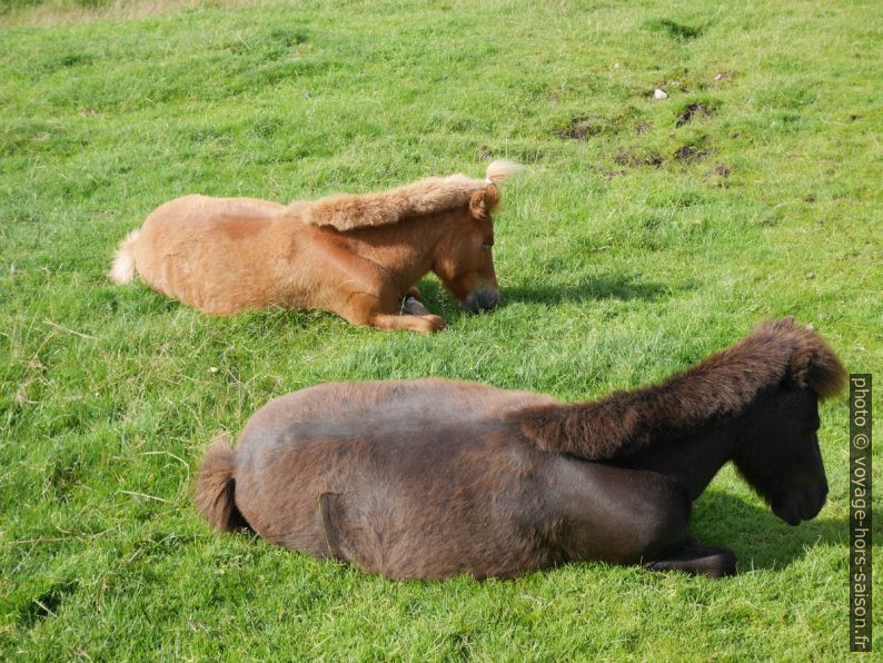 Poneys au repos. Photo © Nicolas Medwedeff