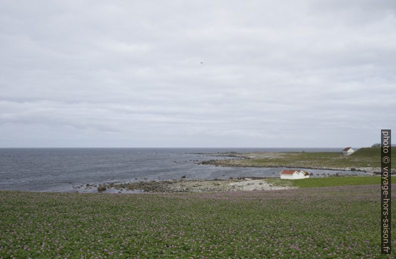 Champ au fleurs violettes et la baie Fuglevika. Photo © Alex Medwedeff