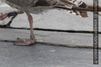 Jeune mouette doublement baguée. Photo © André M. Winter