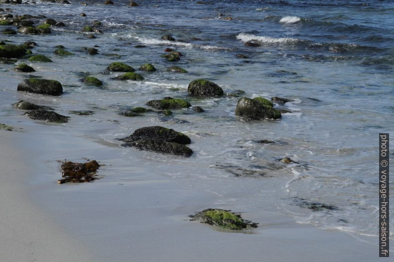 Algues sur les rochers dans le sable de la plage de Håland-Sand. Photo © Alex Medwedeff